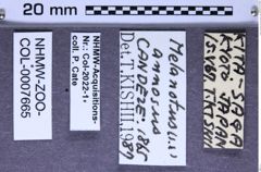 Etiketten zu Melanotus annosus (Candéze, 1865) (NHMW-ZOO-COL-0007665)